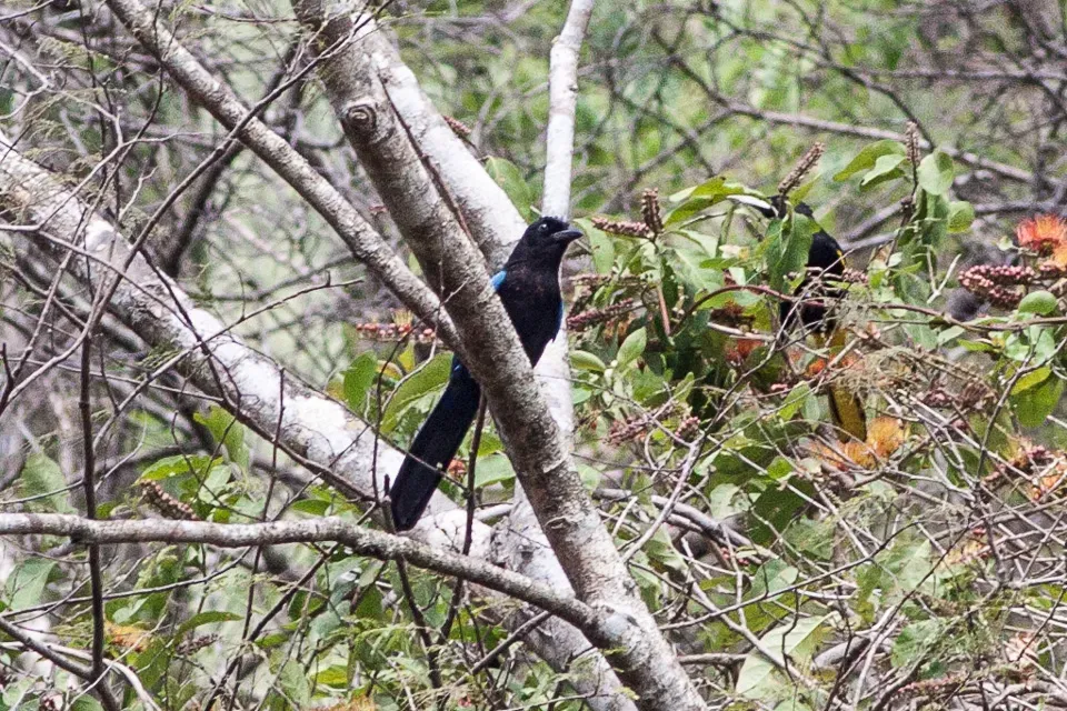 File:San Blas Jay (Cyanocorax sanblasianus) (8079392179).jpg