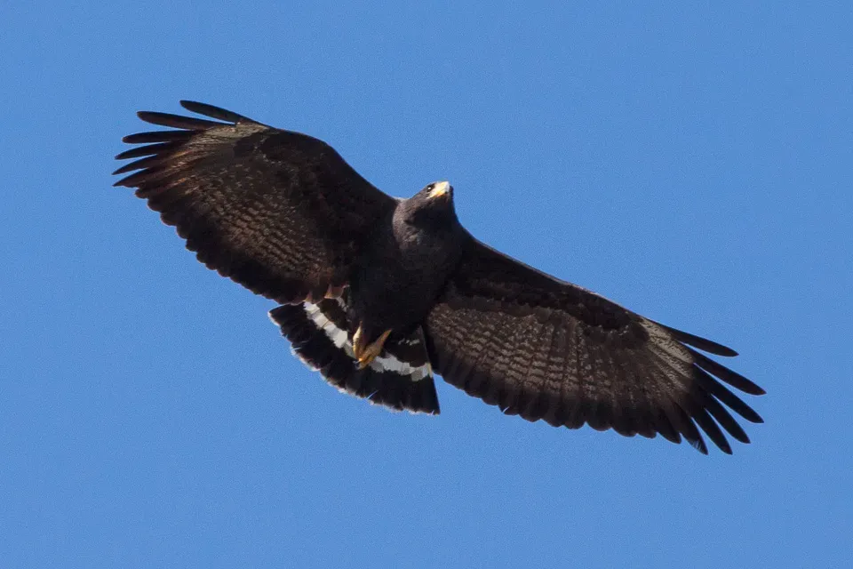 File:Great Black Hawk (Buteogallus urubitinga) (8079375737).jpg