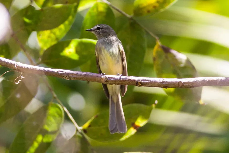 File:Greenish Elaenia (Myiopagis viridicata) (8079381290).jpg