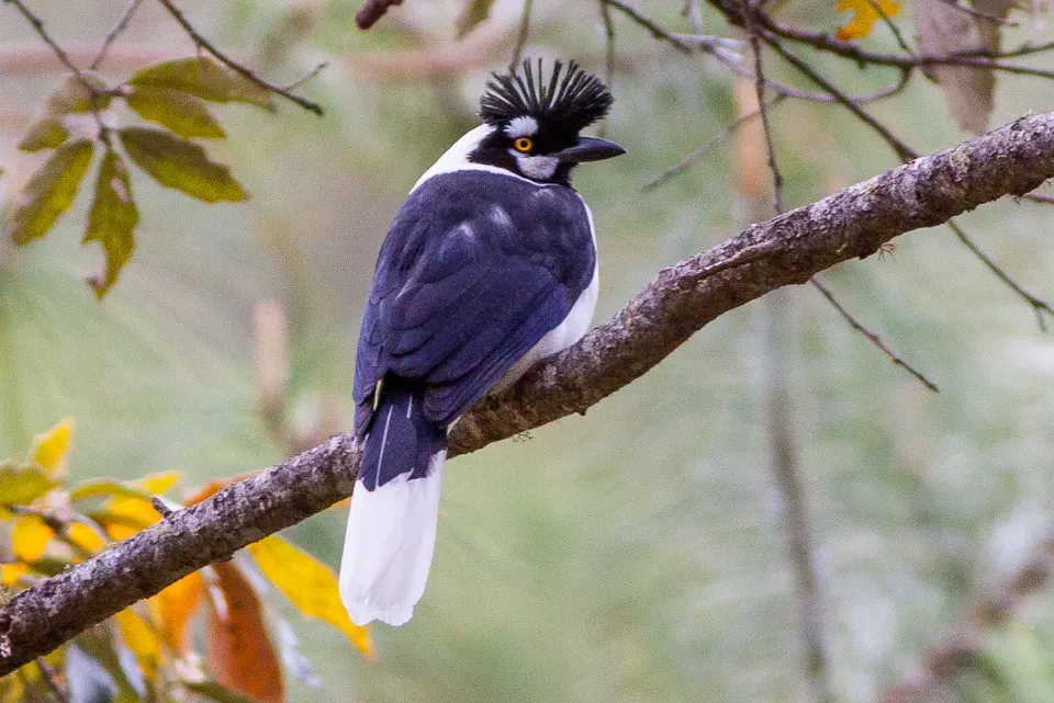 File:Tufted Jay (Cyanocorax dickeyi) (8079385338).jpg