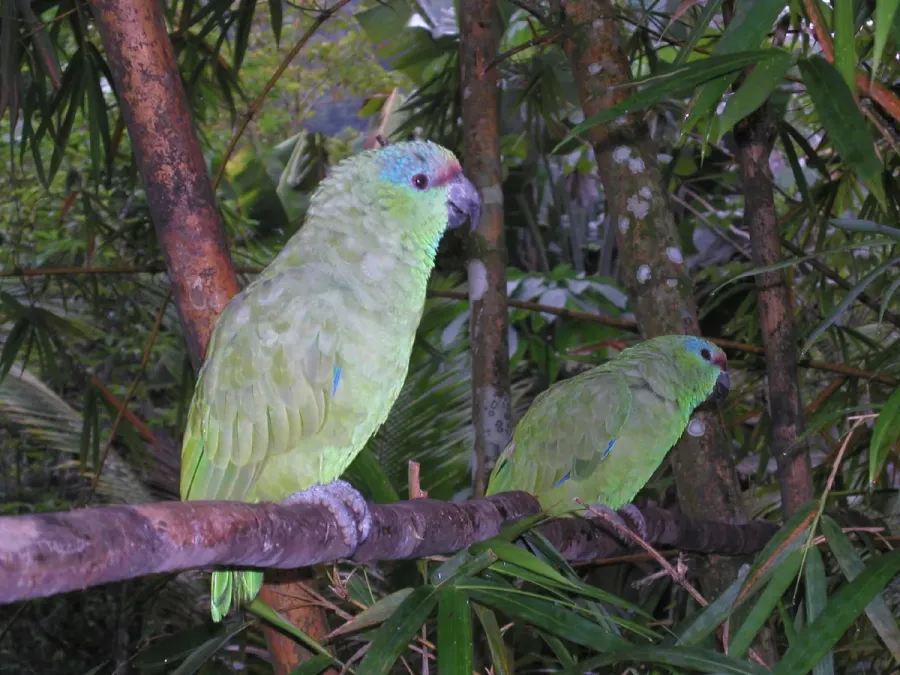 File:Amazona festiva in the Amazon jungle.jpg