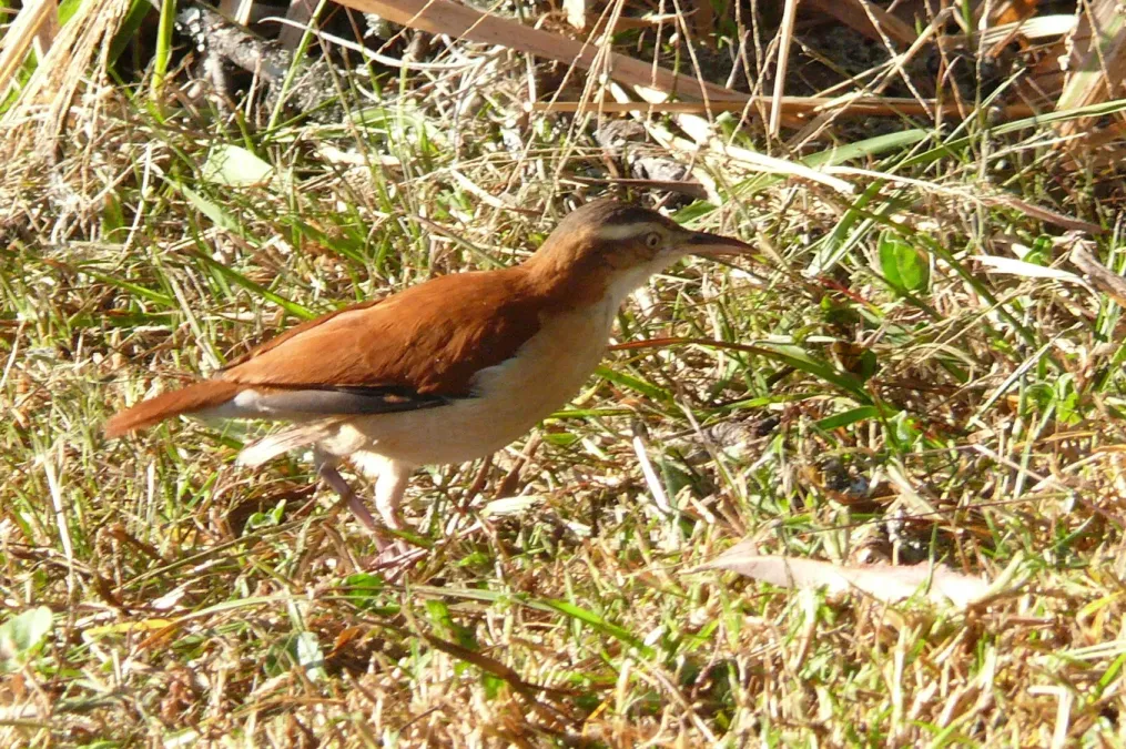 File:Furnarius leucopus cinnamomeus - Vilcabamba, Ecuador.jpg