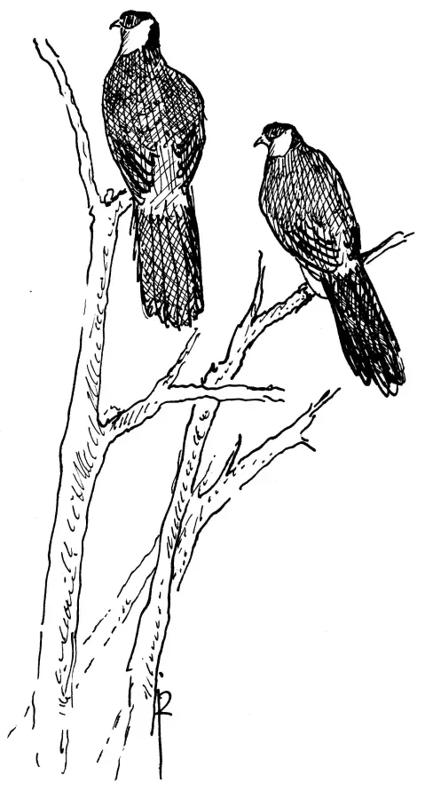 File:Tibetaanse oorfazant Crossoptilon harmani Jos Zwarts 1.jpg