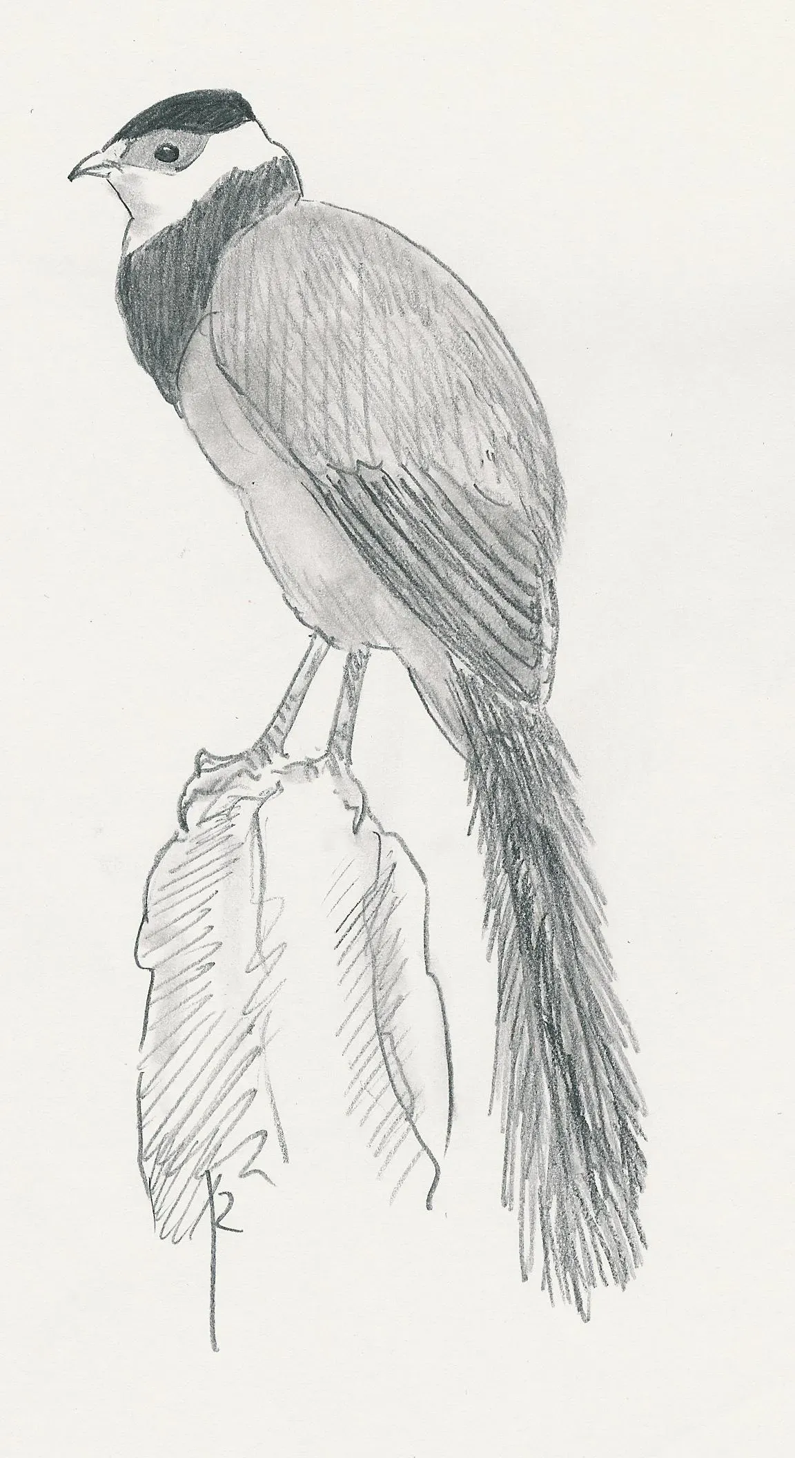 File:Tibetaanse oorfazant Crossoptilon harmani Jos Zwarts 2.jpg