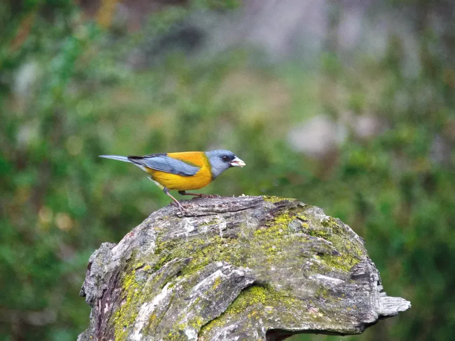 File:Phrygilus gayi, Patagonia 1.jpg