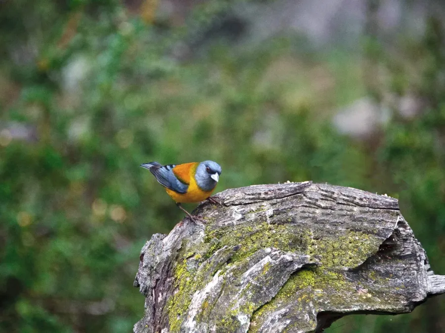 File:Phrygilus gayi, Patagonia 2.jpg