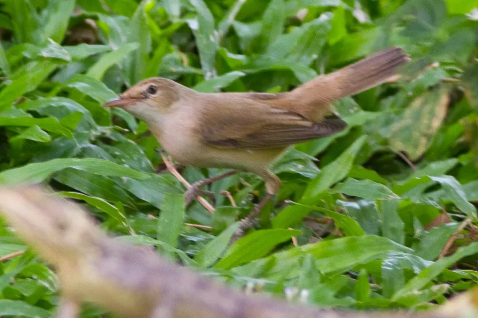 File:Iduna opaca Maroau, Cameroon 1.jpg