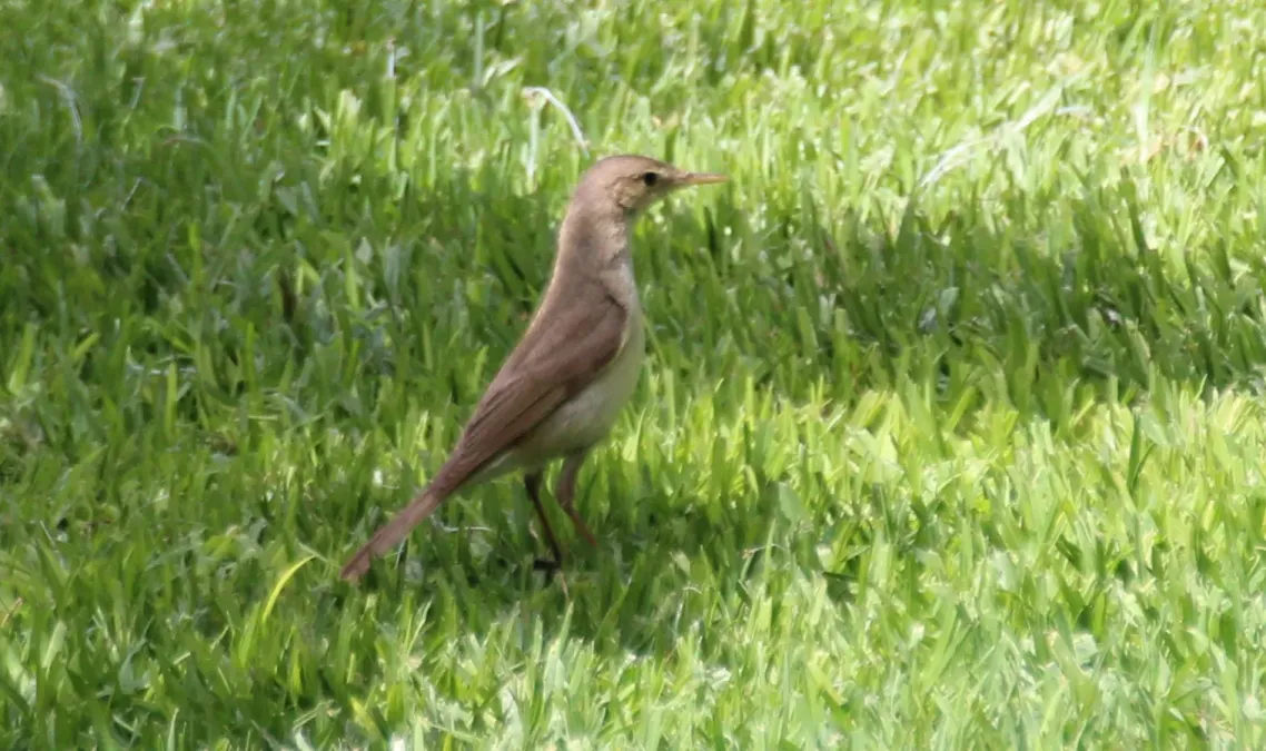 File:Iduna opaca, Marrakech 2.jpg