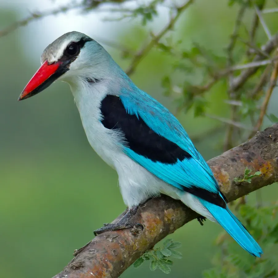 File:Woodland Kingfisher (Halcyon senegalensis) South Africa.jpg