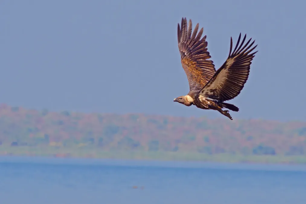 File:White-rumped vulture (Gyps bengalensis).jpg