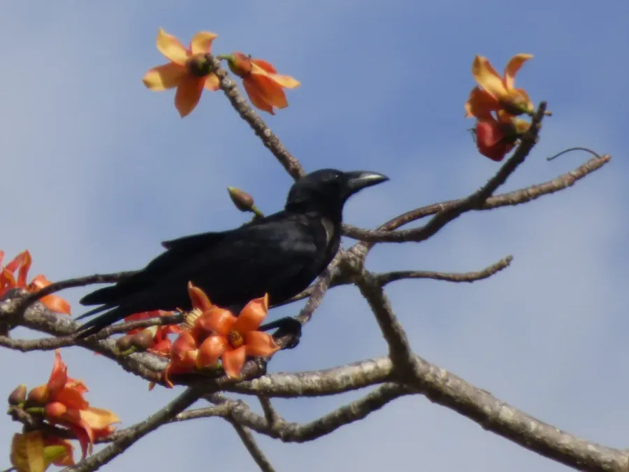 File:Slender-billed crow (Corvus enca) on red cotton tree (Bombax ceiba) Buton Island Indonesia.jpg