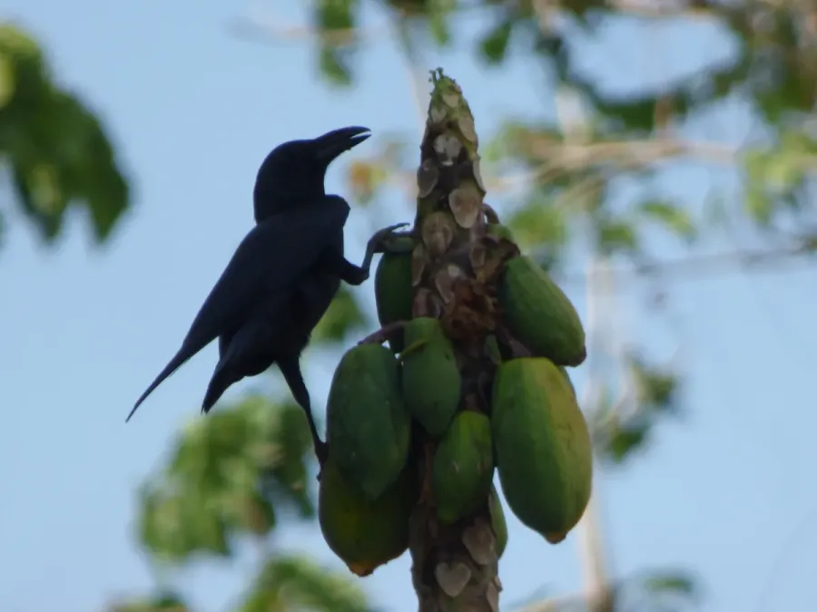 File:Slender-billed crow (Corvus enca) on papaya.jpg