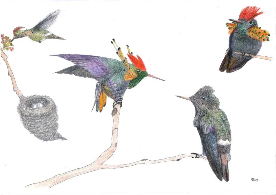 File:Lophornis ornatus, la coqueta adornada o coqueta abanico canela - Regina Gabilondo Toscano.jpg