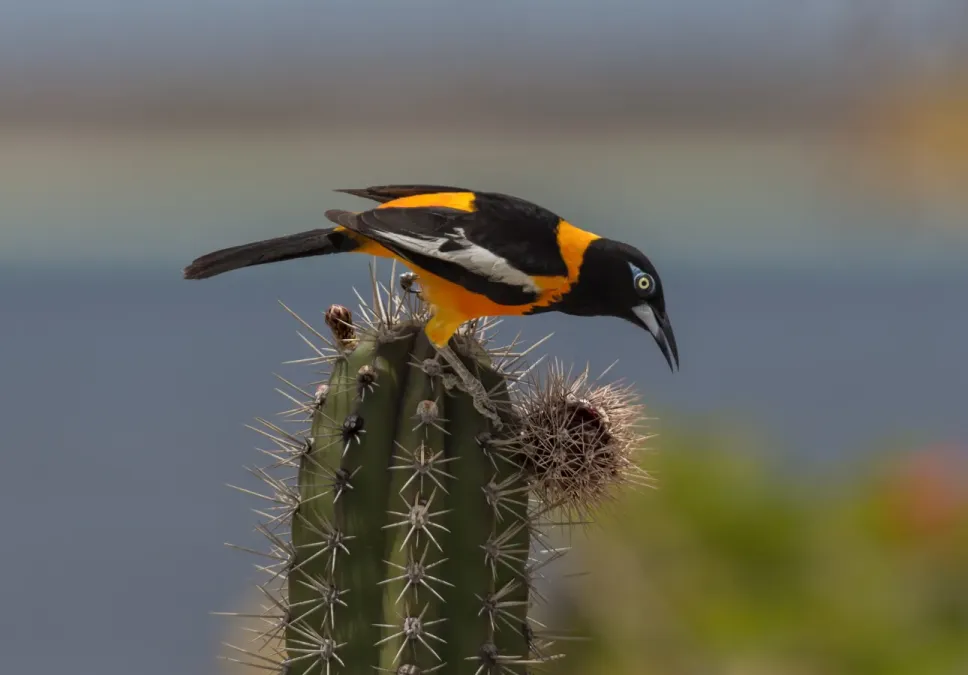 File:Troupial (Icterus icterus).jpg
