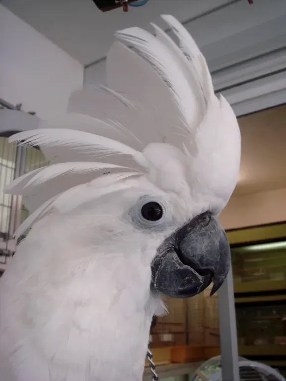 File:Cacatua alba -pet-8.jpg
