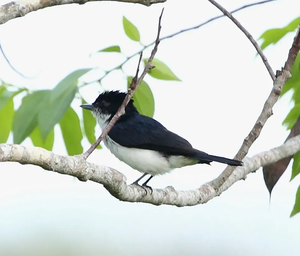 File:Pachyramphus surinamus - Glossy-backed becard.JPG