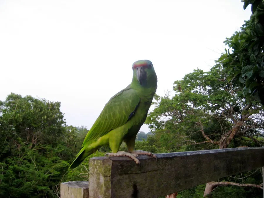 File:Amazona festiva -Amazon Jungle-4.jpg