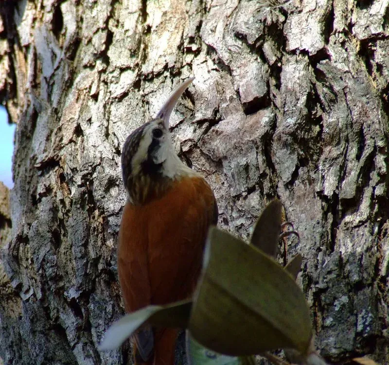 File:Lepidocolaptes angustirostris - on tree-4.jpg