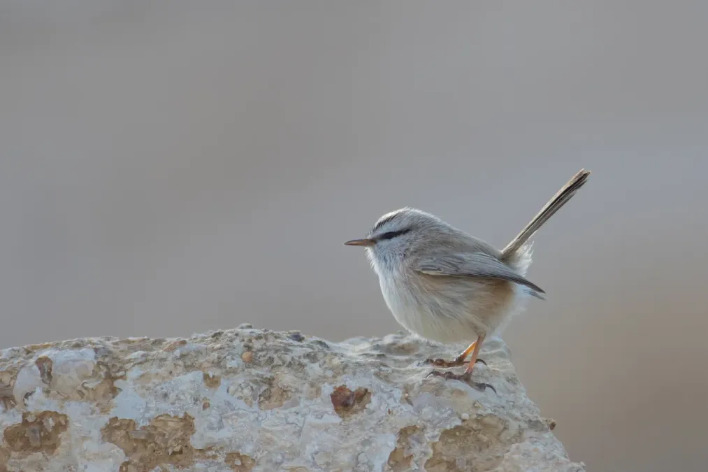 File:Scotocerca inquieta - Israel.jpg