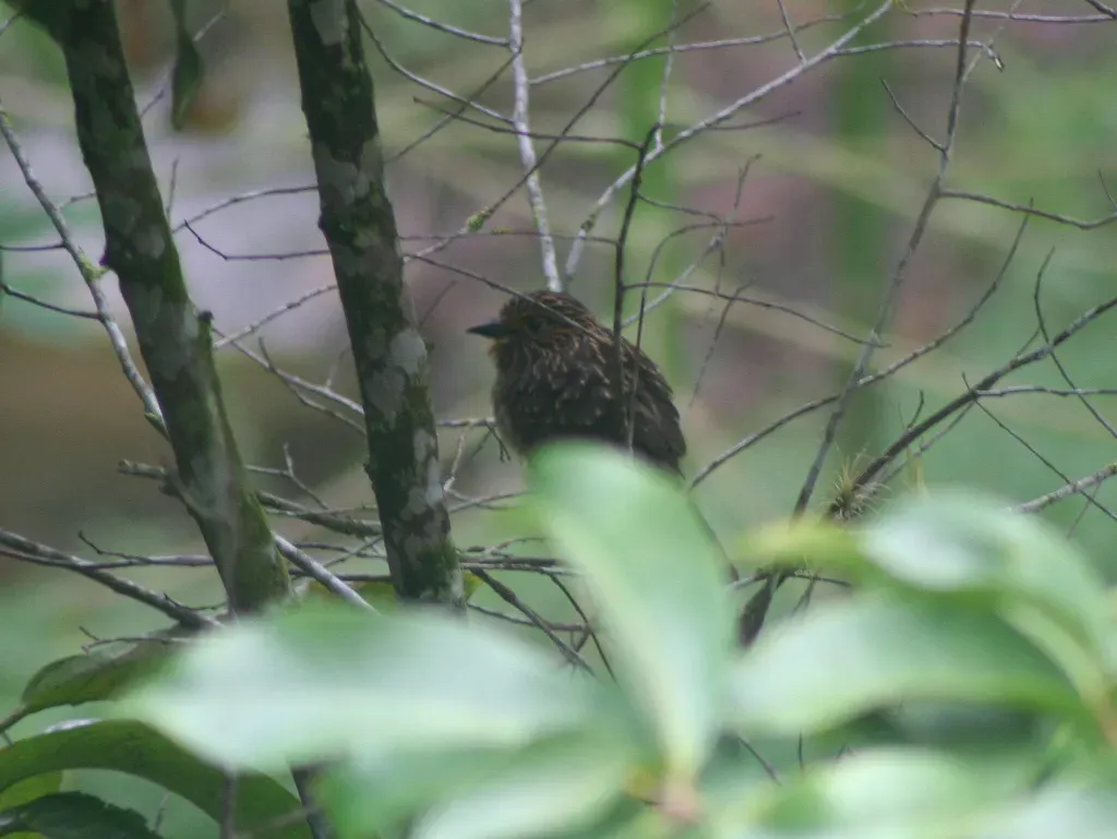 File:Malacoptila striata in jambu tree -Brazil-3.jpg