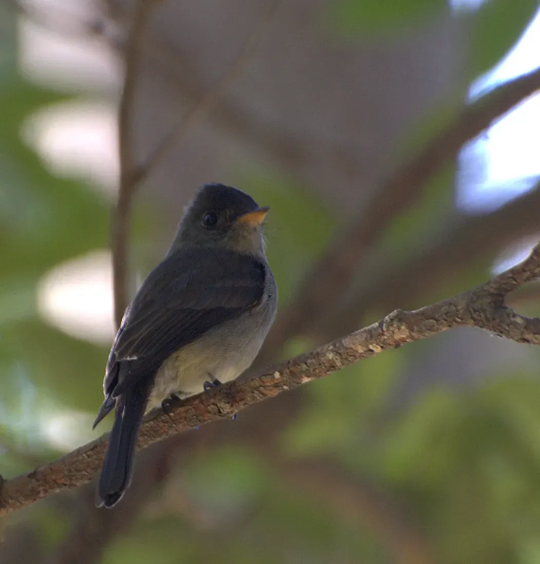 File:Contopus cinereus -on branch-4.jpg