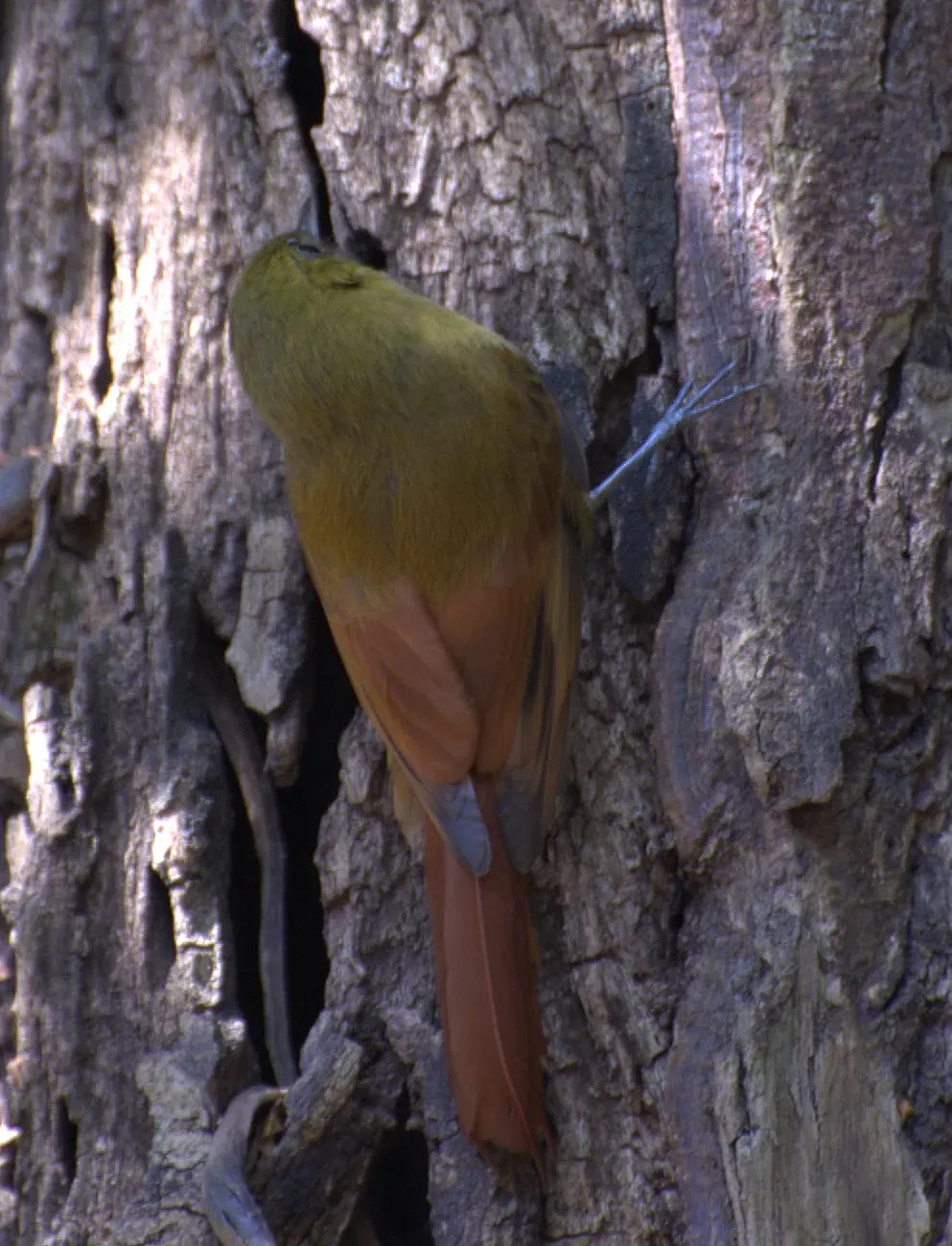 File:Sittasomus griseicapillus -on tree-5-2c.jpg