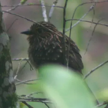 File:Malacoptila striata in jambu tree -Brazil-3-4c.jpg