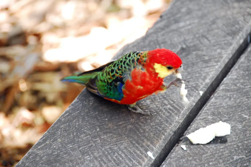 File:Western Rosella (Platycercus icterotis) -eating bread.jpg