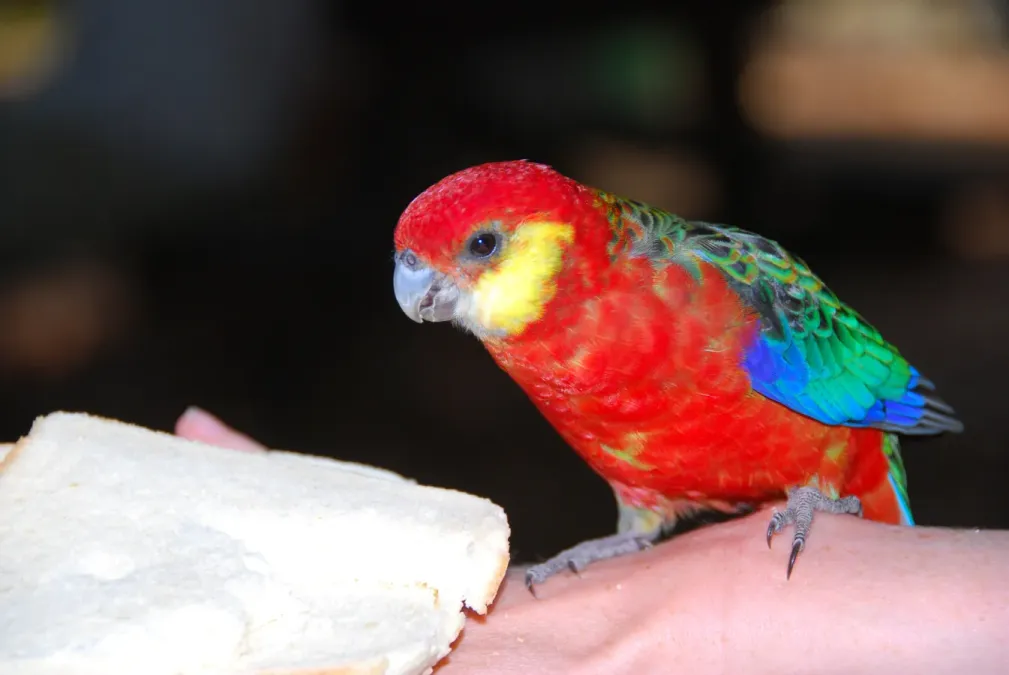 File:Western Rosella (Platycercus icterotis)-5.jpg