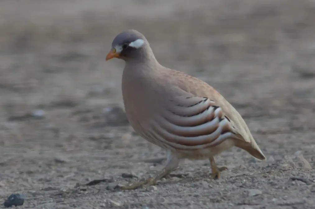 File:Ammoperdix heyi 2.jpg