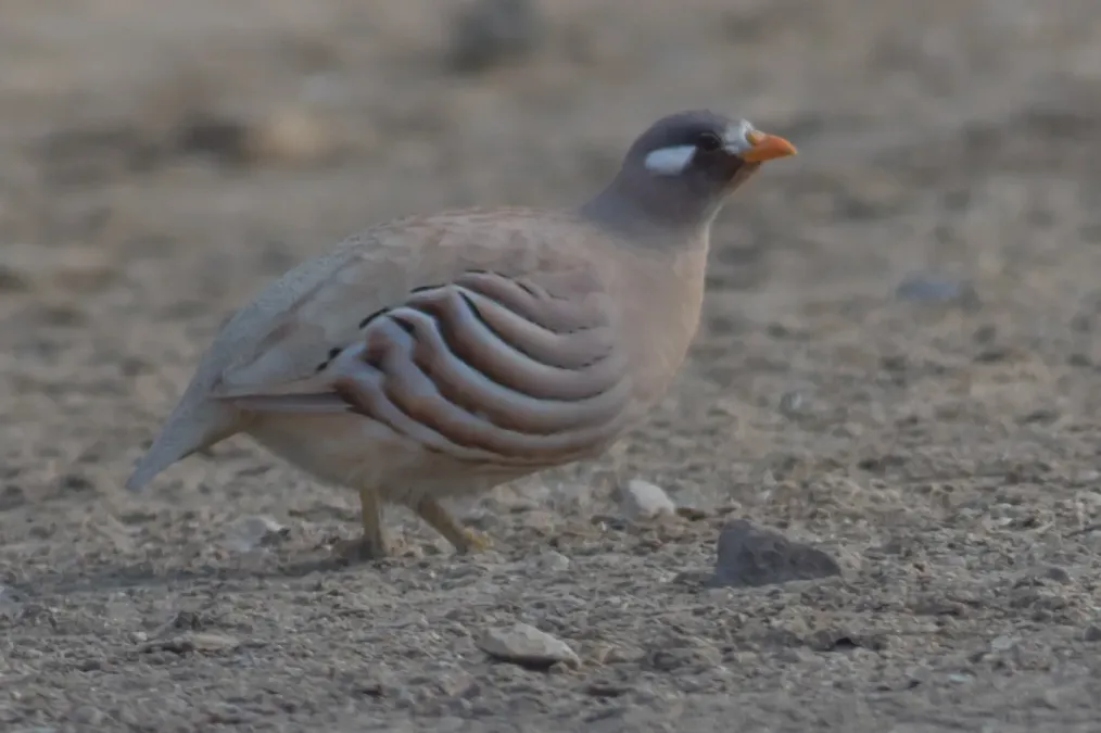 File:Ammoperdix heyi 6.jpg