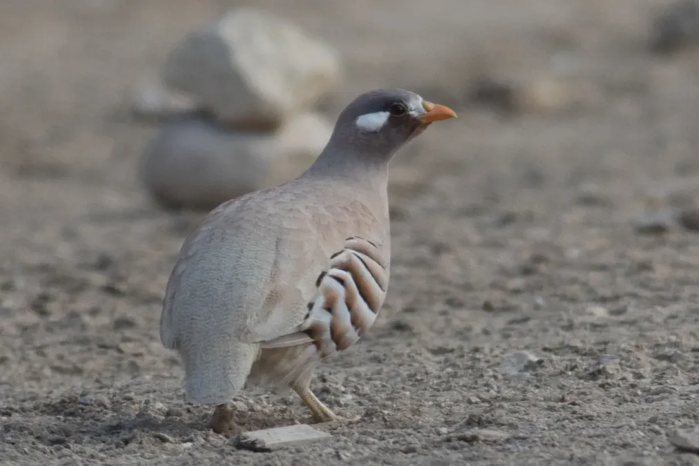 File:Ammoperdix heyi 5.jpg