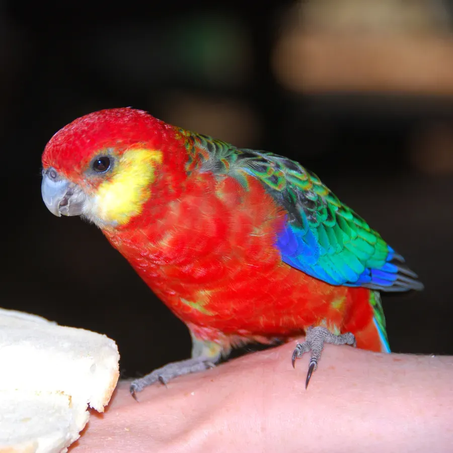 File:Western Rosella (Platycercus icterotis)-5-4c.jpg
