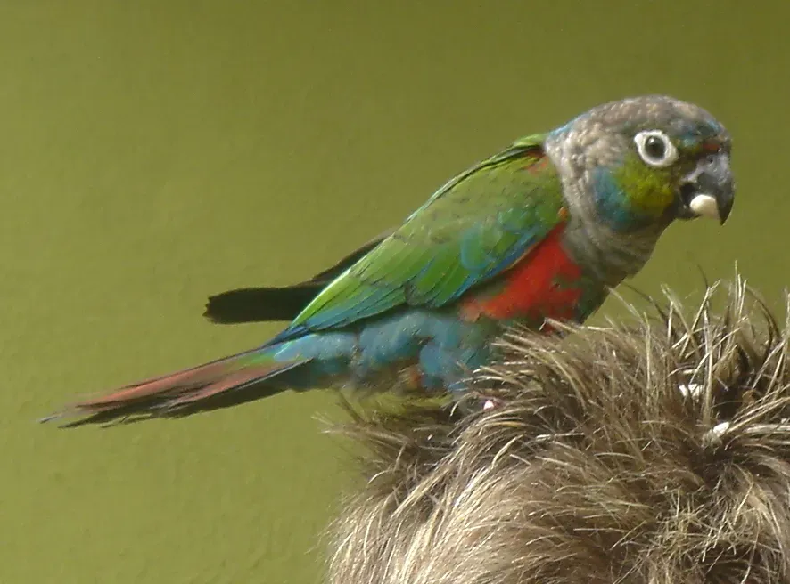 File:Pyrrhura perlata-4c.JPG