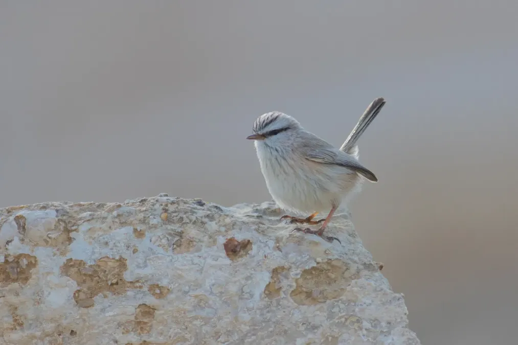 File:Scotocerca inquieta. Israel.jpg