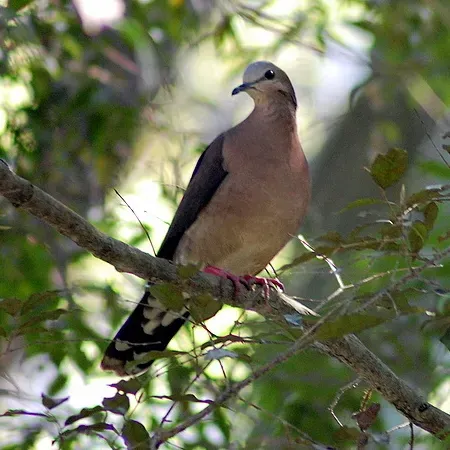 File:Leptotila rufaxilla -in tree-8-4c.jpg