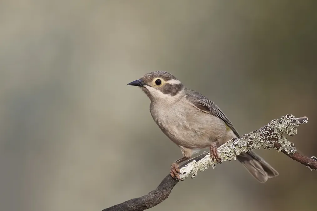 File:Brown-headed Honeyeater (Melithreptus brevirostris) (23974710536).jpg