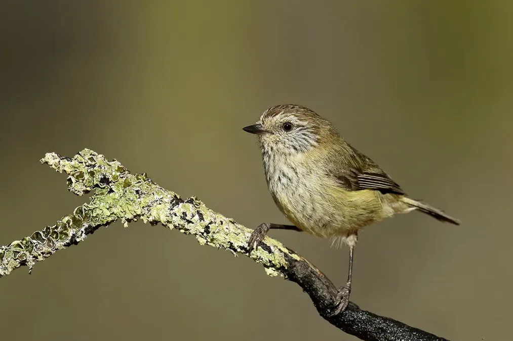 File:Striated Thornbill (Acanthiza lineata) (23123176770).jpg