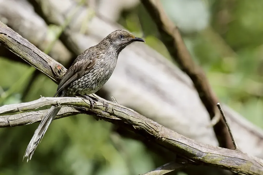 File:Little Wattlebird (Anthochaera chrysoptera) (23305124842).jpg