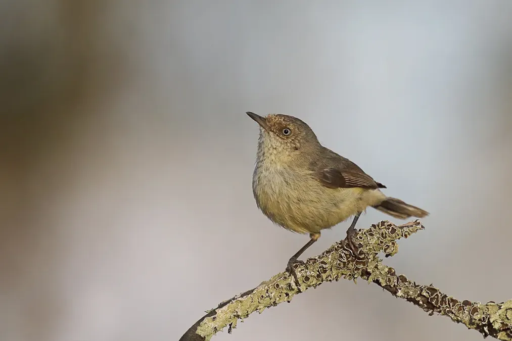 File:Buff-rumped Thornbill (Acanthiza reguloides) (23195373770).jpg