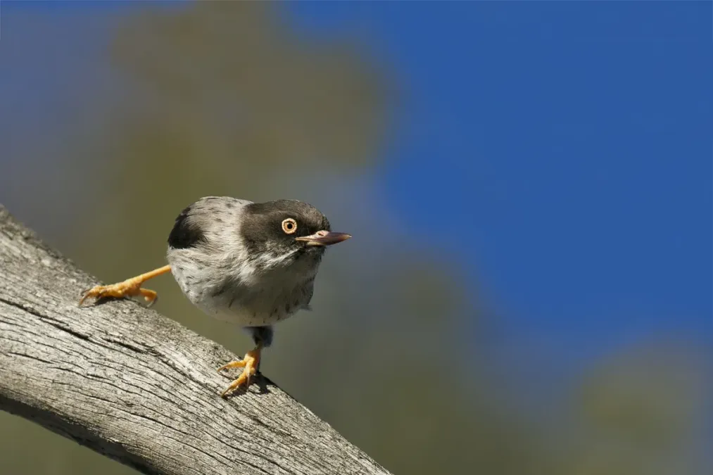 File:Varied Sitella (Daphoenositta chrysoptera) (21778097759).jpg