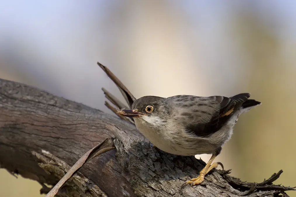 File:Varied Sitella (Daphoenositta chrysoptera) (21596218051).jpg