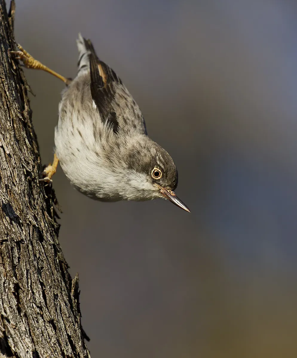 File:Varied Sitella (Daphoenositta chrysoptera) (21575150471).jpg