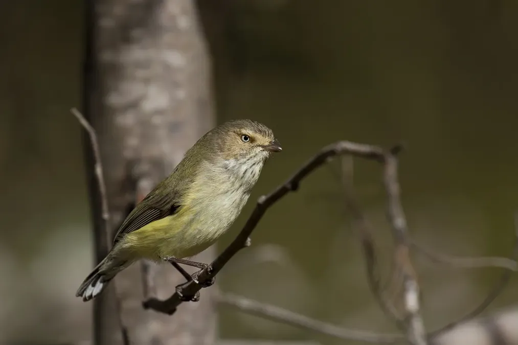 File:Weebill (Smicrornis brevirostris) (20815636189).jpg