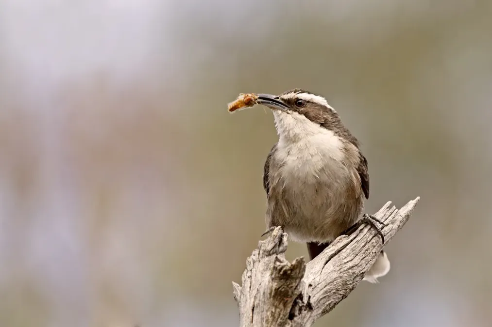 File:White-browed Babbler (Pomatostomus superciliosus) (19582361810).jpg
