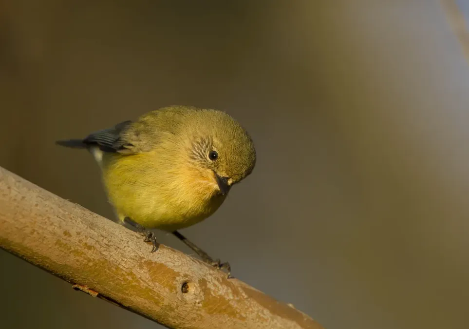 File:Yellow Thornbill (Acanthiza nana) (19425903232).jpg