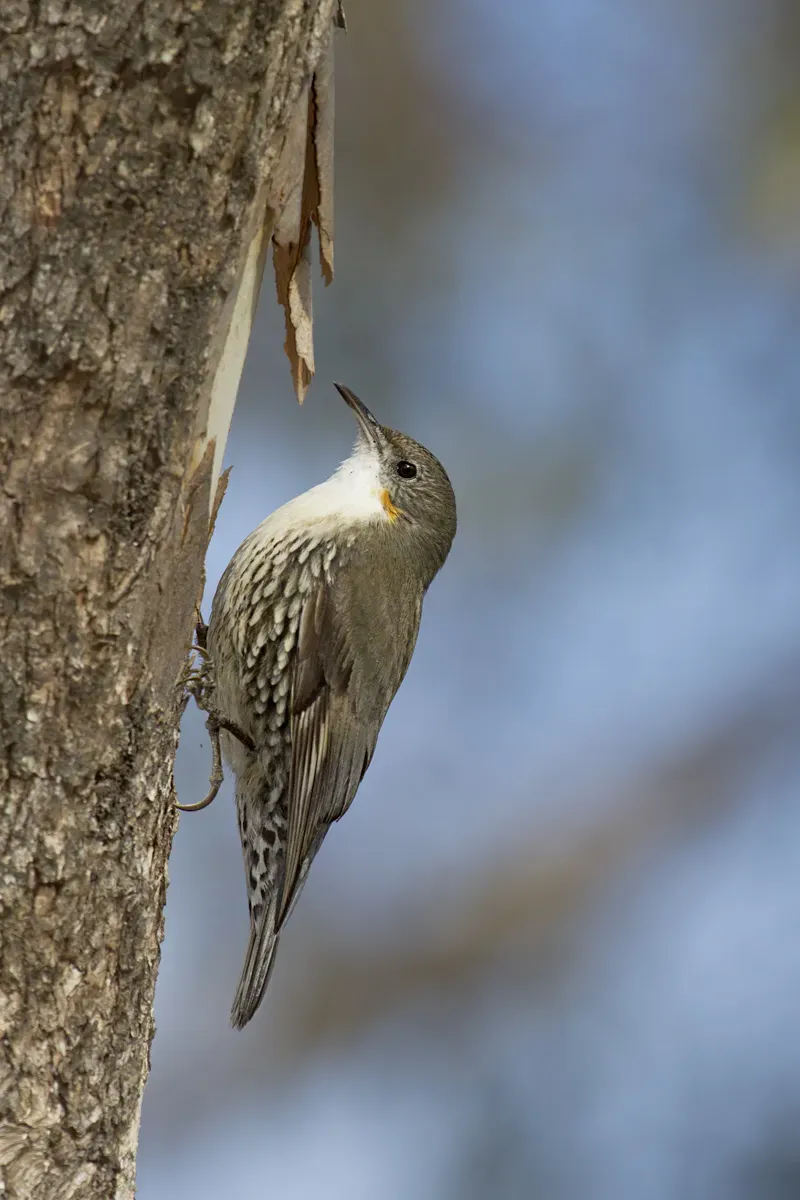 File:White-throated Treecreeper (Cormobates leucophaea) female (18523309043).jpg