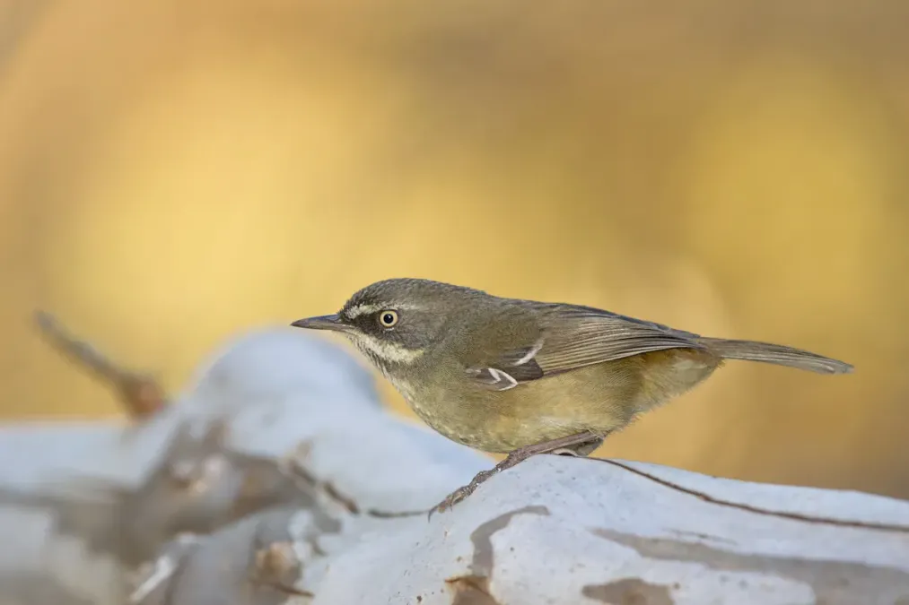 File:White-browed Scrubwren (Sericornis frontalis) (17144778314).jpg