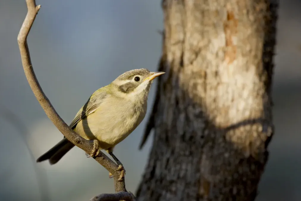 File:Brown-headed Honeyeater (Melithreptus brevirostris) (17868616456).jpg