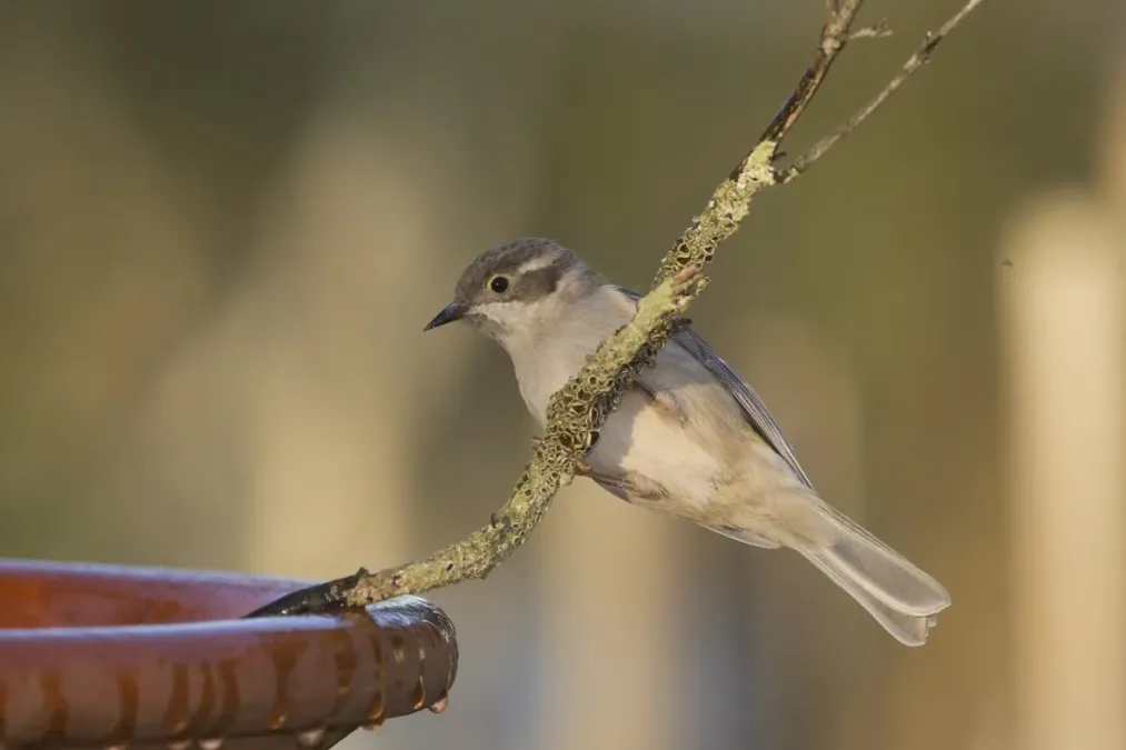 File:Brown-headed Honeyeater (Melithreptus brevirostris) (17236434170).jpg